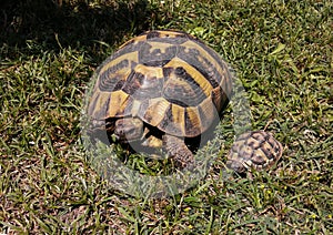 Greek tortoise Testudo graeca