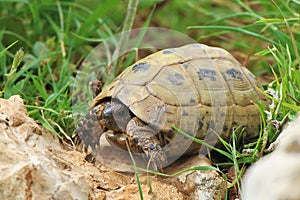 Greek tortoise Testudo graeca aka Mediterranean spur-thighed tortoise