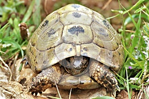 Greek tortoise Testudo graeca aka Mediterranean spur-thighed tortoise