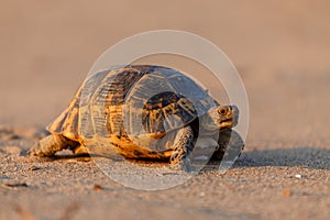 Greek tortoise Testudo graeca, aka the spur-thighed tortoise