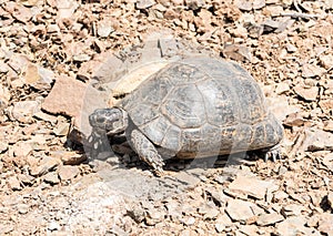 The Greek tortoise Testudo graeca, also known as the spur-thighed tortoise