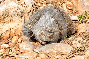 The Greek tortoise Testudo graeca, also known as the spur-thighed tortoise, in Turkey