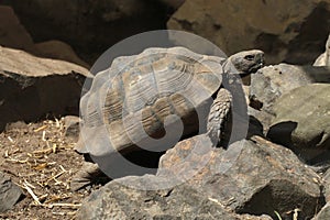 Greek tortoise (Testudo graeca).