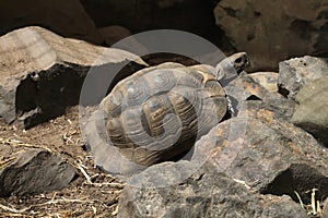 Greek tortoise (Testudo graeca).