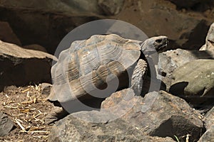 Greek tortoise (Testudo graeca).