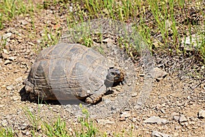 The Greek tortoise , Testudo graeca ibera