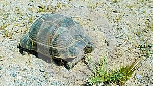 The Greek tortoise , Testudo graeca ibera