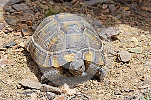 The Greek tortoise , Testudo graeca ibera