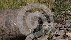 The Greek tortoise , Testudo graeca ibera walking in mountain