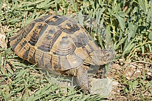 Greek tortoise, Testudo graeca in its environment