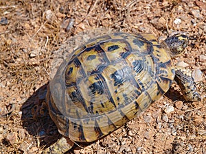 greek tortoise, Testudo graeca