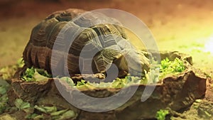 Greek tortoise. Turtle eats green salad leaves, close-up