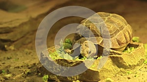 Greek tortoise. Turtle eats green salad leaves, close-up