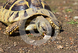 Greek Turle is eating a stone.