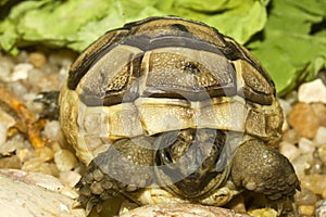 Greek turtle / Testudo graeca ibera