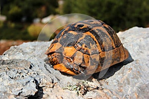 Greek turtle, Testudo graeca, or spur-thighed tortoise