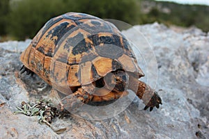 Greek turtle, Testudo graeca, or spur-thighed tortoise