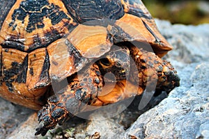 Greek turtle, Testudo graeca, or spur-thighed tortoise