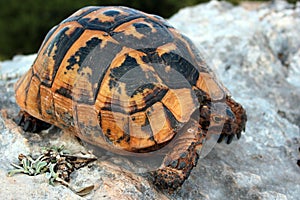 Greek turtle, Testudo graeca, or spur-thighed tortoise