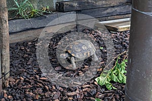 a greek turtoise walking on the ground