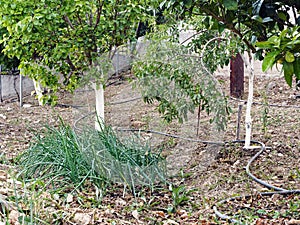 Greek Village Garden patch With Fruit Trees, Greece