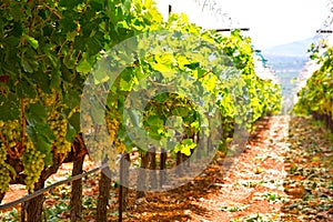 Greek vineyard