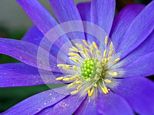 Greek Windflower (Anemone blanda)