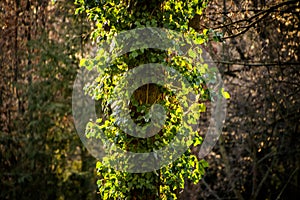 Greem ivy growing vertical with background sunlight