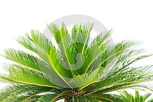 Greem leaves of cycad plam tree plant isolated white background