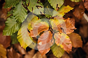 Greem. yellow and brown leaves on a branch