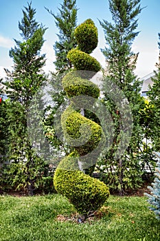 Green aborvitae thuya tree trimmed in a spiral shape