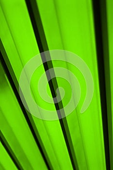 Green Abstract