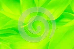 Green abstract background photo