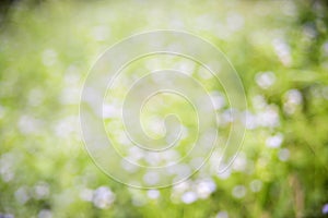 Green abstract bokeh background