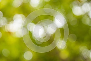 Green abstract bokeh background