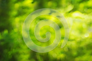 Green abstract natural blurred background