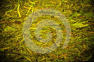 Green abstract organic texture background