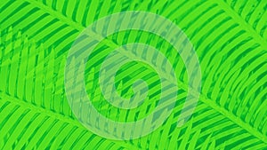 Green abstract panorama background with palm leaves pattern