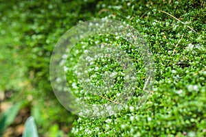 Green abstract succulent background or texture