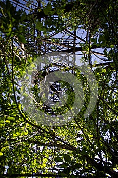 Green acacia bushes inside a metal power line support