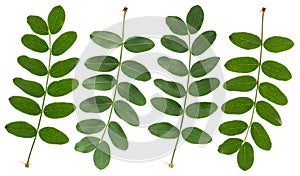 Green acacia leaves