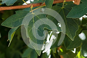 Acer Campestre leaf, Italian wood photo