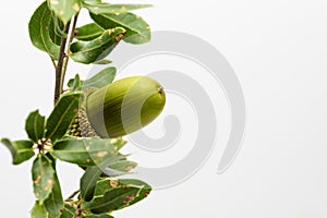 Green acorn on branch