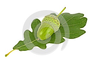 Green acorn with oak leaf isolated on a white background