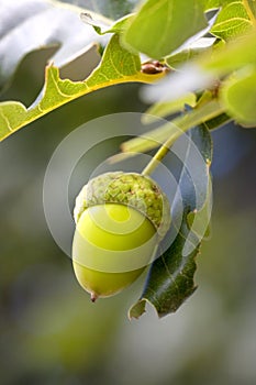 Green acorn on the tree