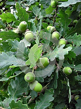 Green Acorns photo