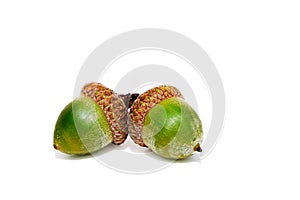 Green acorns isolated on white background