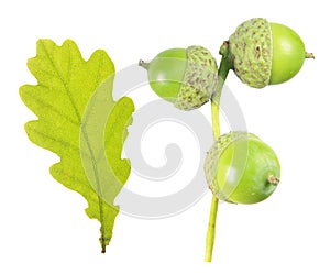 Green acorns and oak leaf isolated on white background