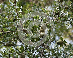 Green acorns on oak tree branch in forest