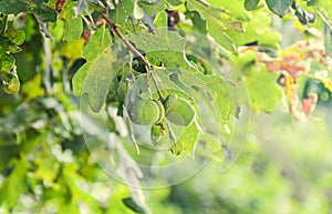 Green acorns oak tree, green leaves, bokeh background, close up